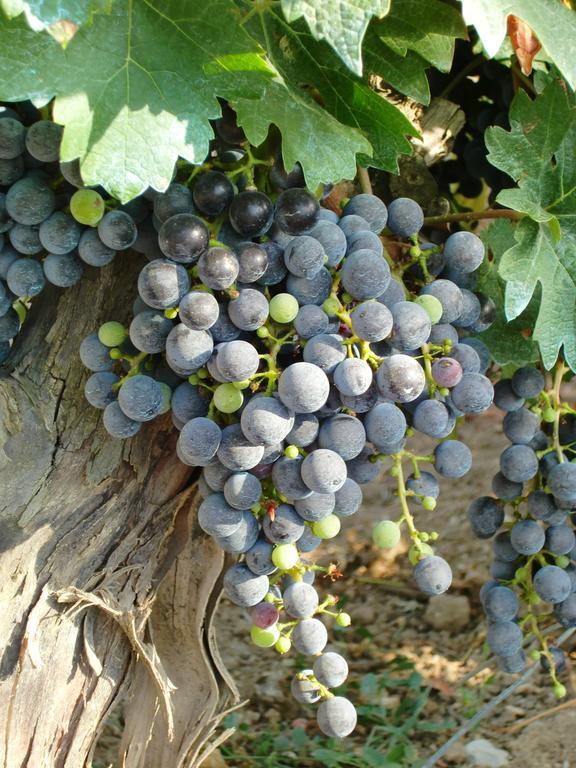 Chateau Rieutort Saint-Pargoire エクステリア 写真